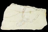 Cretaceous Lobster (Pseudostacus) Fossil - Lebanon #147087-1